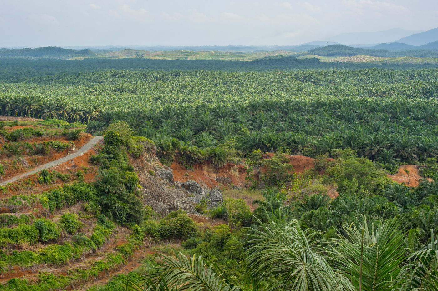 Palmplantages zijn helaas de voornaamste reden waarom het ongerepte landschap van Borneo ten onder gaat. © Billy Herman