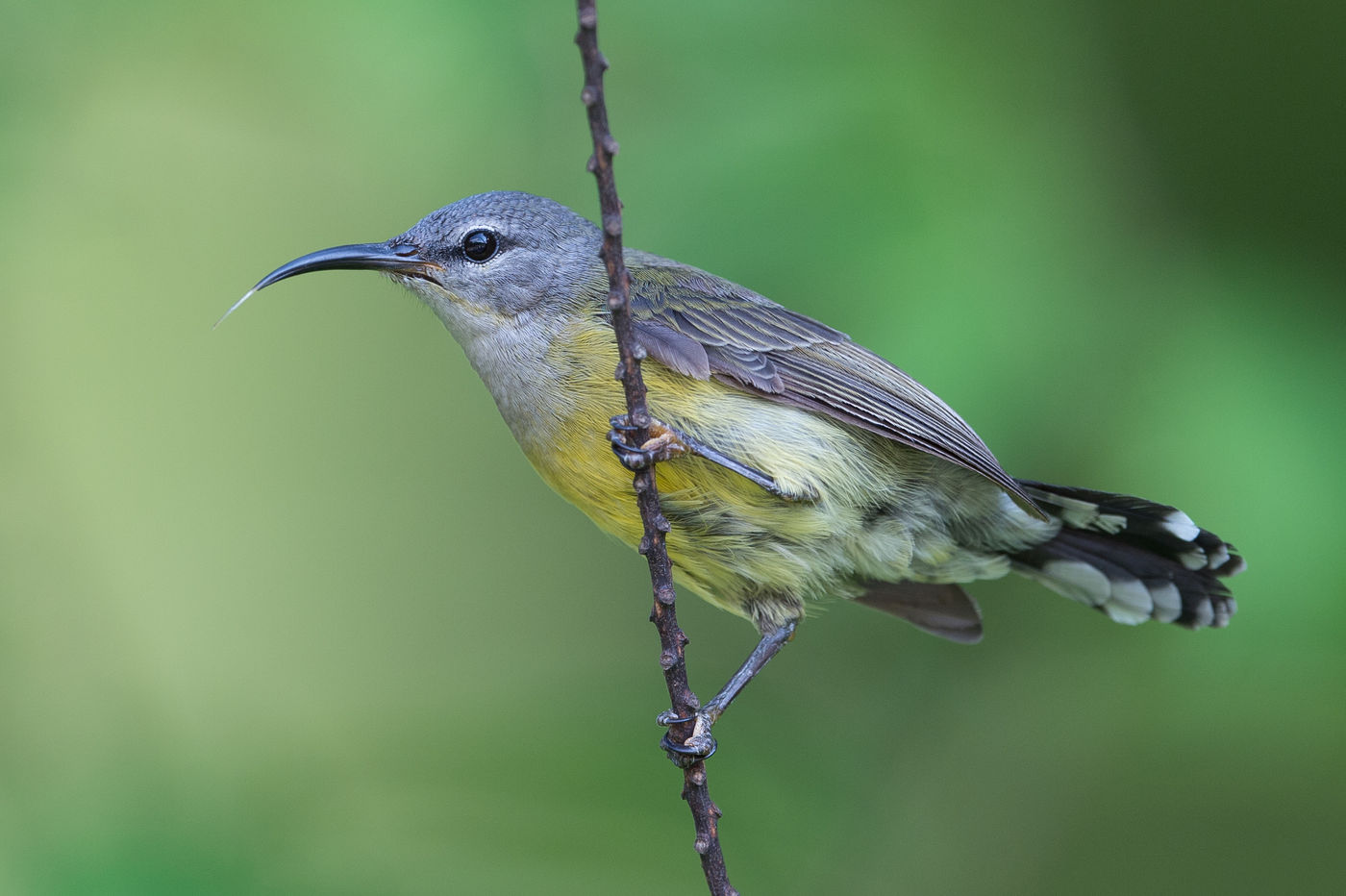 Een coppery-throated sunbird liet zich mooi fotograferen op onze afgelopen reis. © Billy Herman