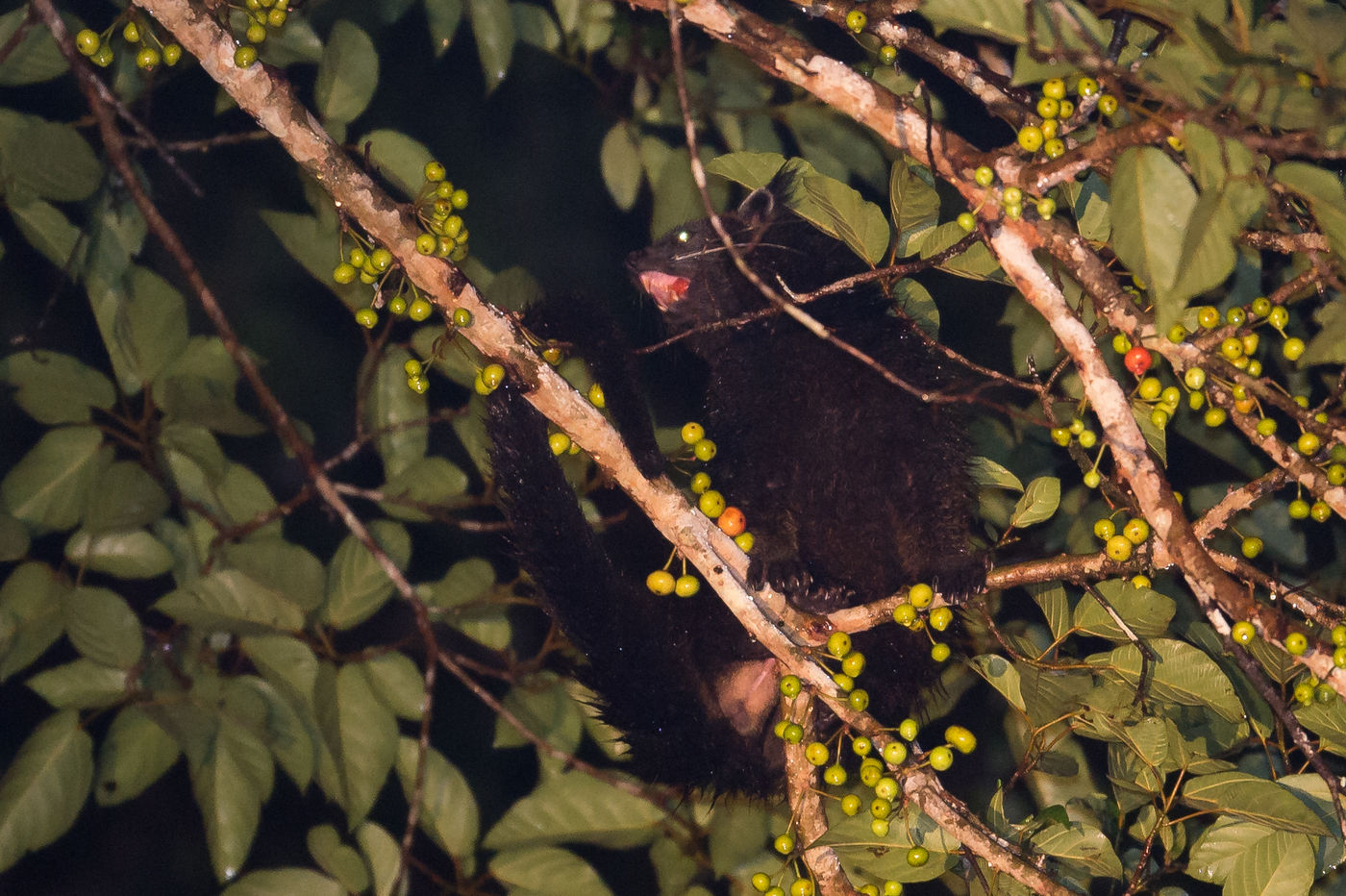 Binturong, een bizarre boombewoner uit Zuidoost-Azië. © Billy Herman