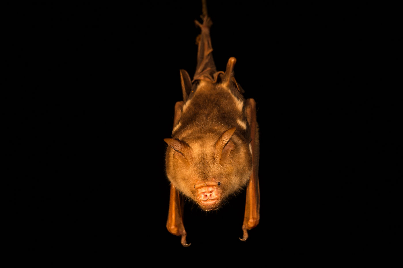 Een close-up van een hoefijzerneus in een van de grotten die we bezochten. © Billy Herman