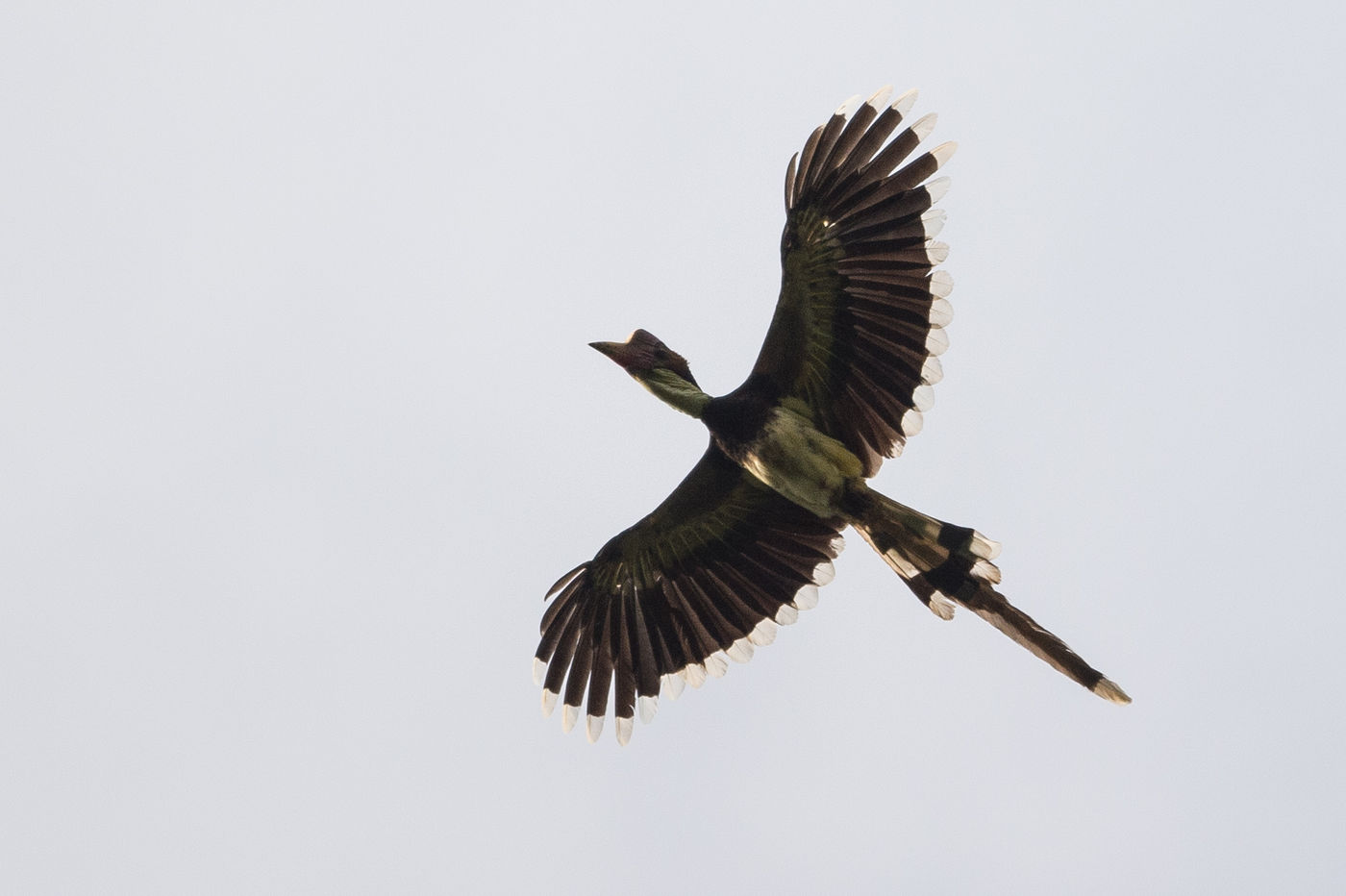 De helmeted hornbill is met uitsterven bedreigd door zijn fel begeerde hoornsnavel. Bemerk de verlengde middelste staartpennen. © Billy Herman