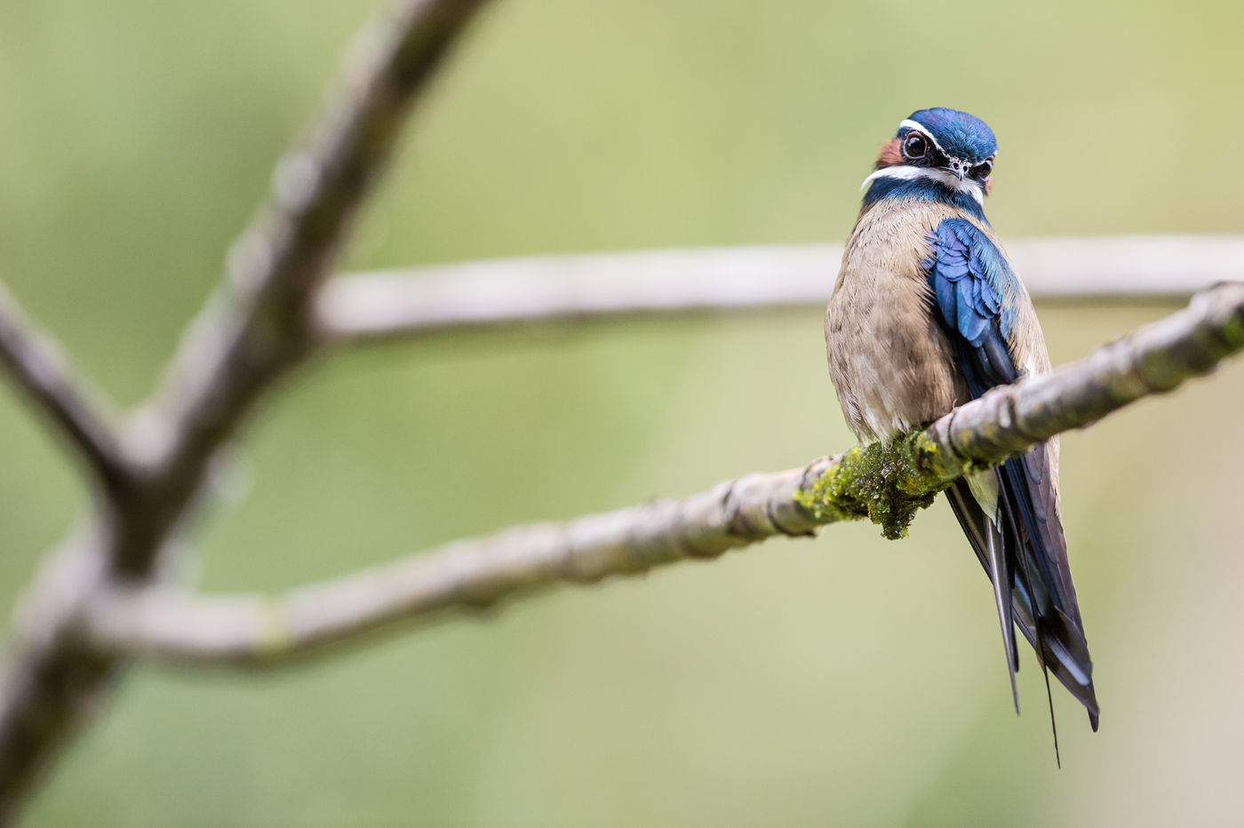 Whiskered treeswift, zo sierlijk was een gierzwaluw nog nooit. © Billy Herman