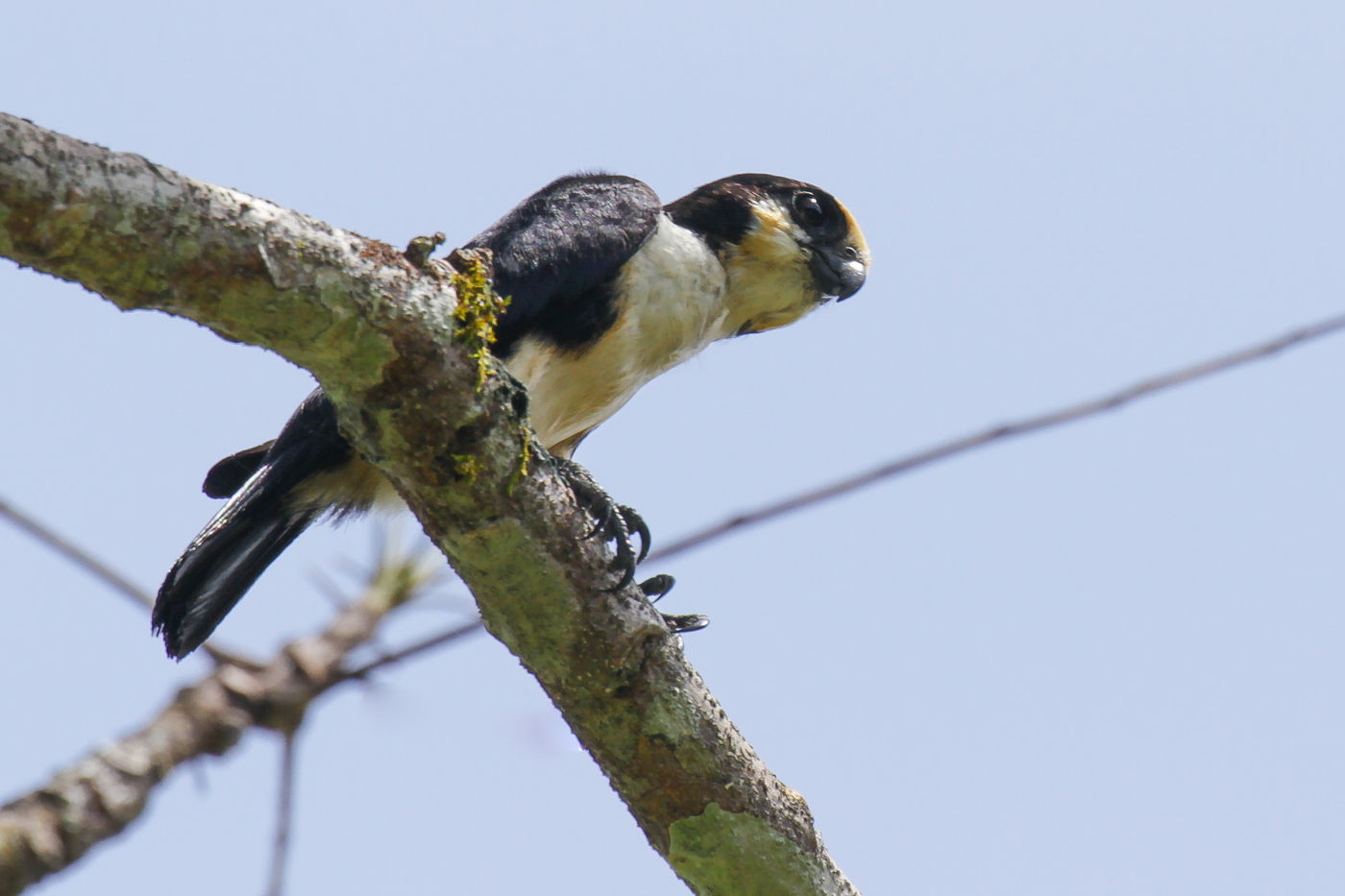 De Bornean falconet is het kleinste roofvogeltje ter wereld. © Geert Beckers