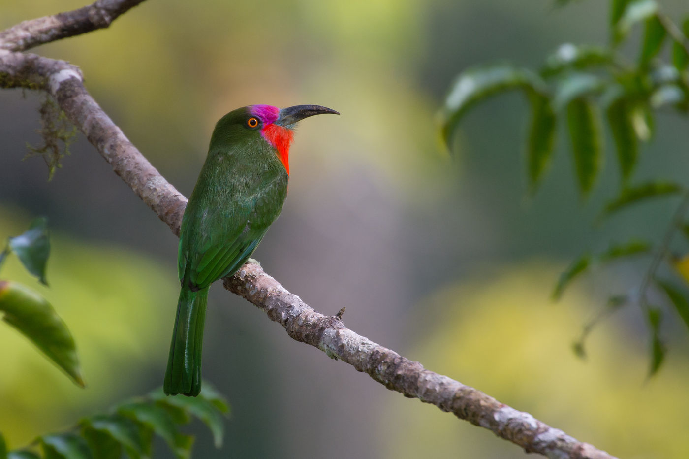 Red-bearded bee-eater sur son perchoir. © Billy Herman