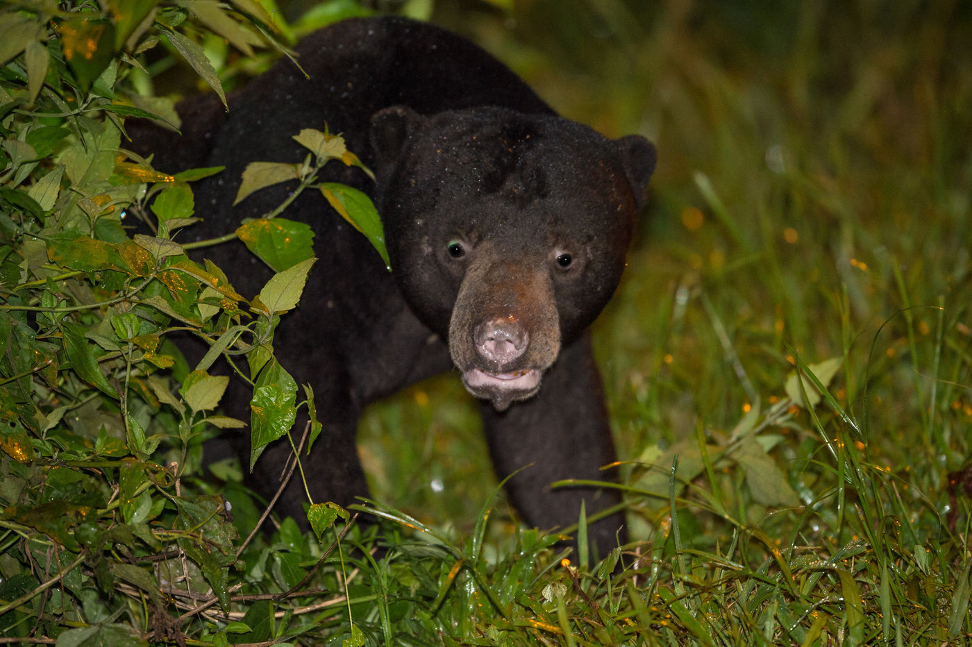 C'est toujours surprenant lorsqu'on voit s'approcher un ours Malais. © Billy Herman