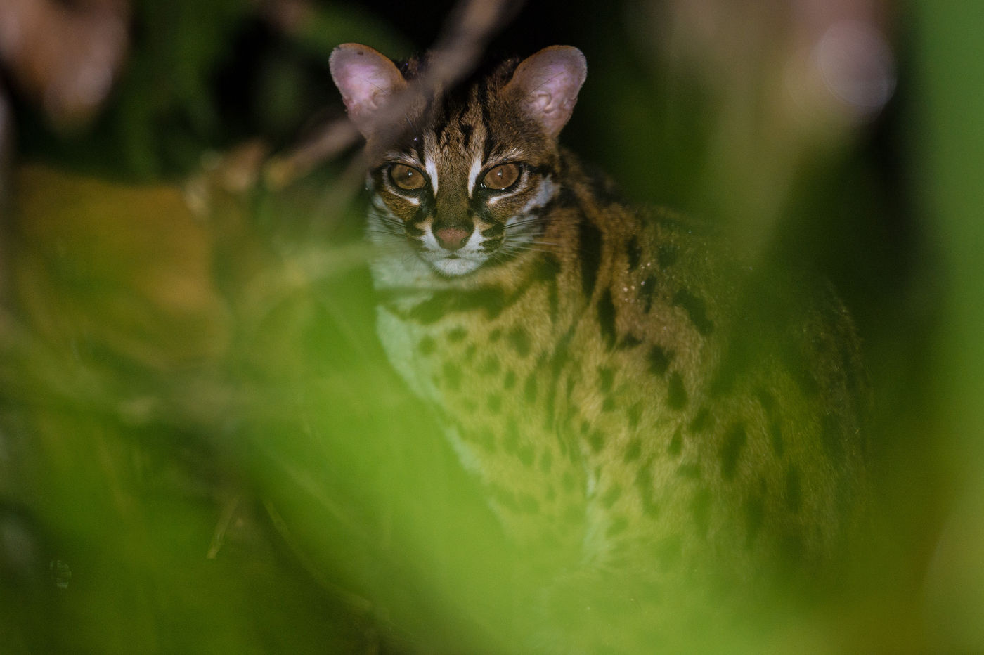 Sunda leopard cat lors d'une nouvelle nocturne. © Billy Herman