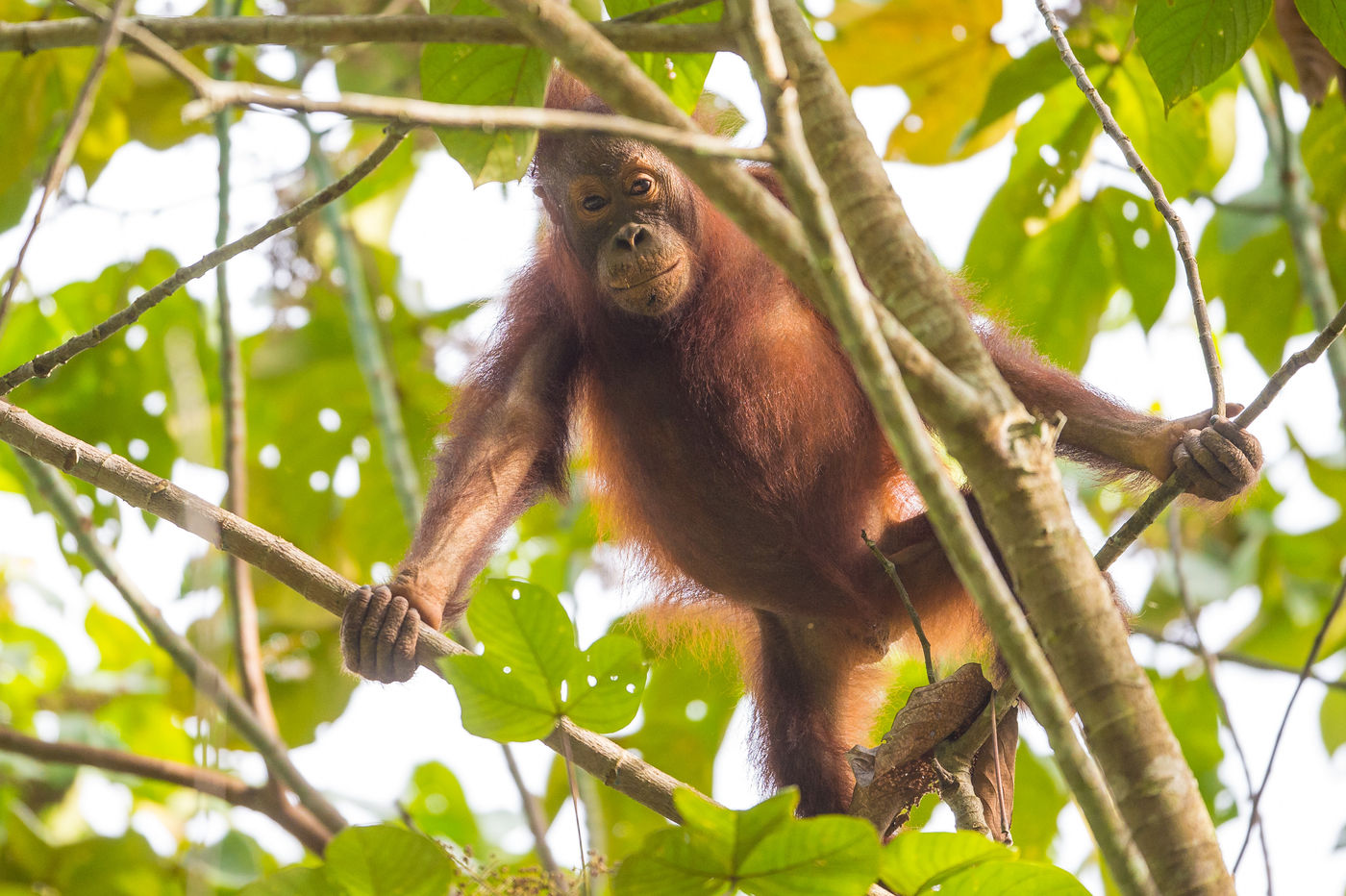 Een jonge orang-oetang houdt de indringers van het bos nauwgezet in de gaten. © Billy Herman