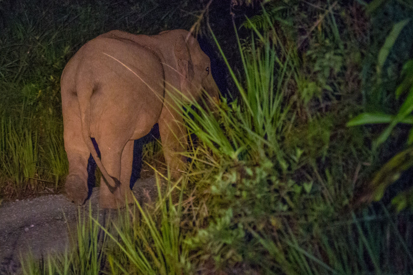 Ce Bornean pygmy-elephant disparait dans la forêt vierge. © Billy Herman