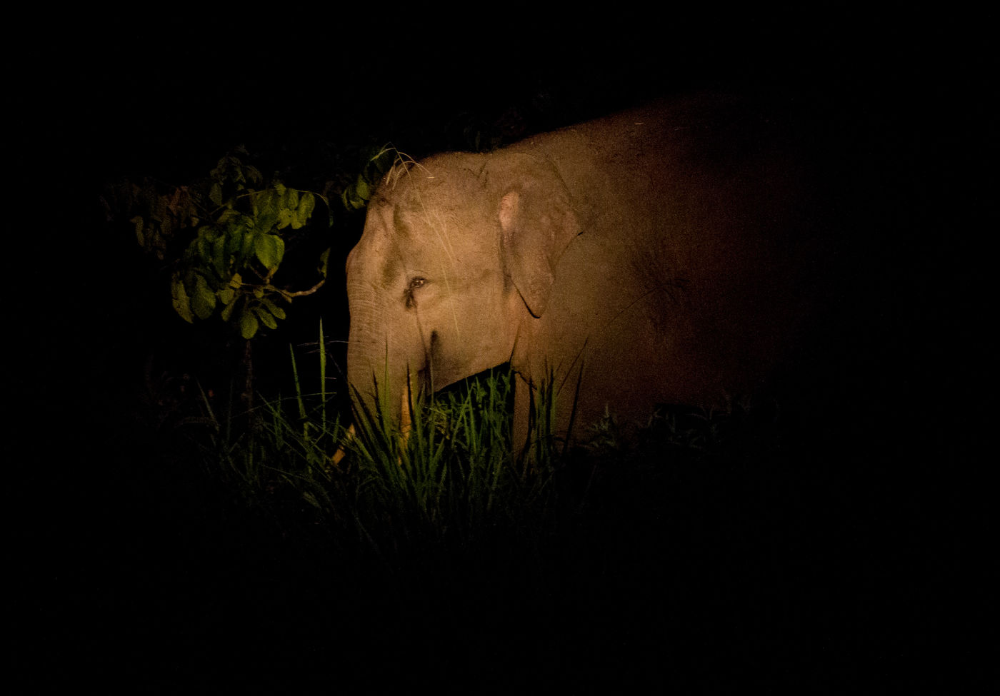 Recherche nocturne dans la jungle et rencontre avec le Bornean pygmy elephant. © Billy Herman