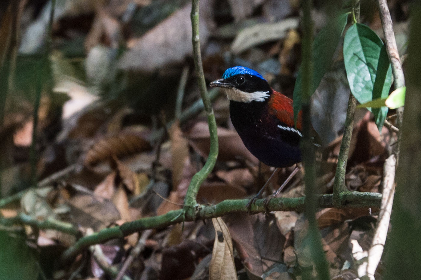 Blue-headed pitta, une merveille de ces forêts tropicales. © Billy Herman