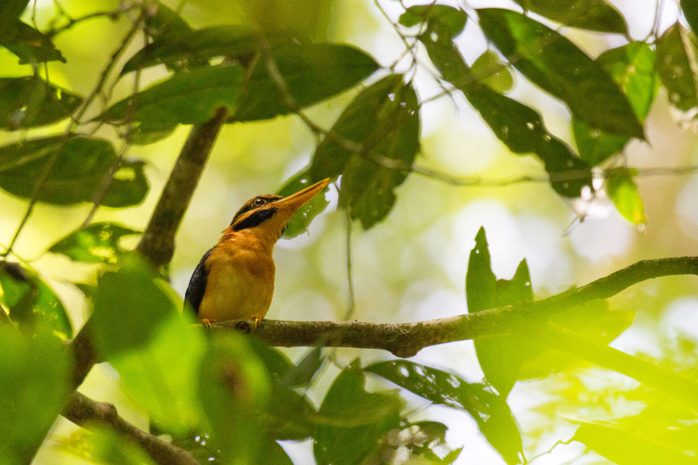 Een mannetje rufous-collared kingfisher kijkt toe vanuit het bladerdek. © Billy Herman