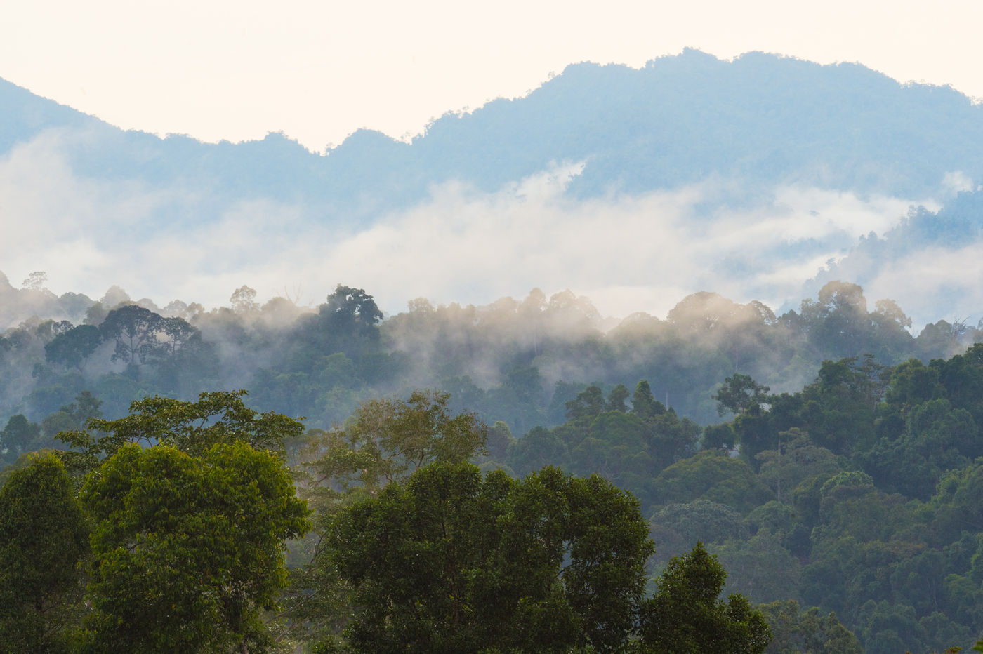 Ces forêts produisent en fait leur propre pluie, comme on peut le voir sur cette image matinale au-dessus de la jungle. © Billy Herman