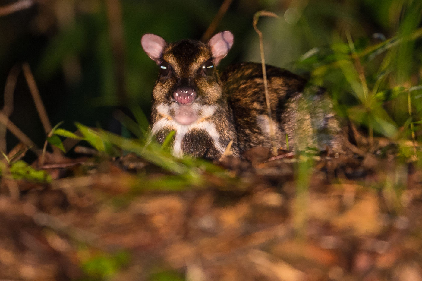 Een lesser mouse-deer geniet van een korte rustpauze. © Billy Herman