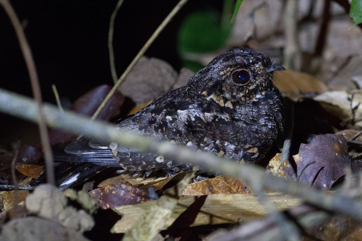 Ce sunda nightjar change un peu de tous les mammifères que vous observez la nuit. © Billy Herman