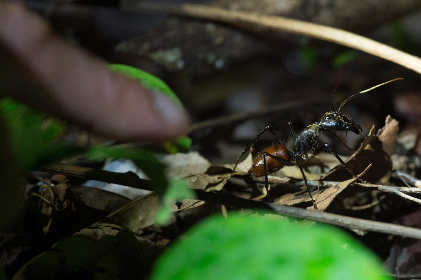 Les fourmis géantes travaillent jour et nuit ! © Billy Herman