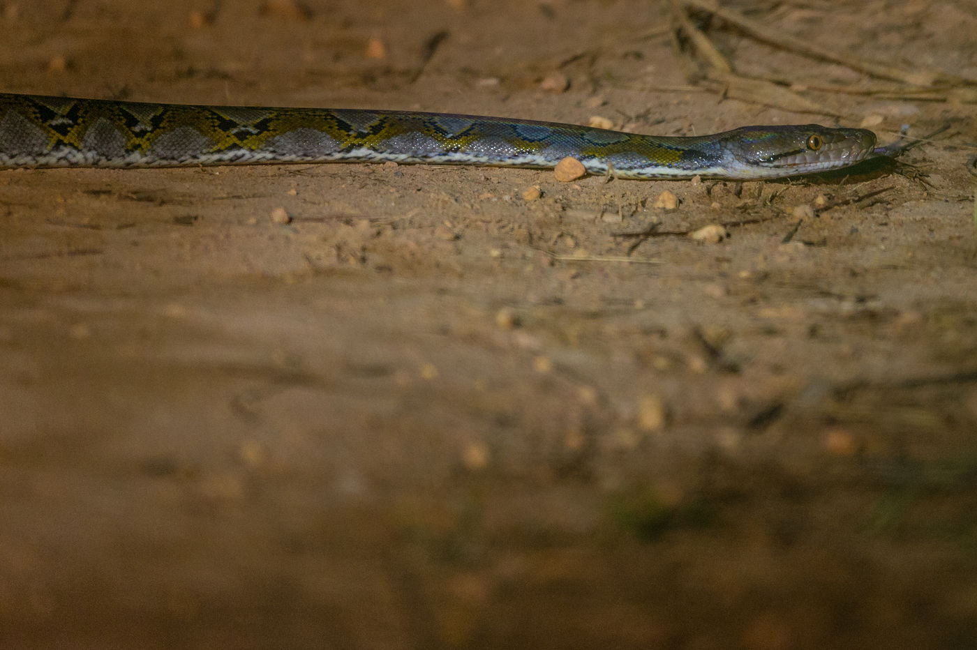 Un python réticulé récemment mué, reconnaissable à ses reflets bleutés. © Billy Herman