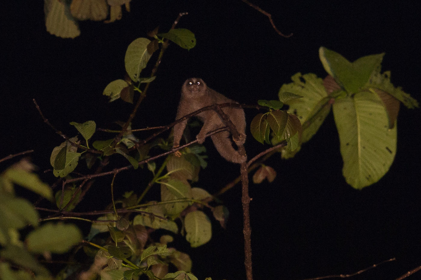 Les slow loris se déplacent littéralement très lentement à travers le feuillage, et se distinguent grâce à leurs yeux réfléchissants. © Billy Herman