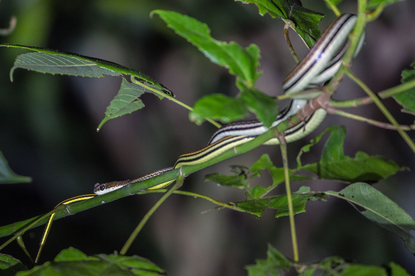 L'un des nombreux serpents arboricoles de Bornéo, qui rend toujours la vie des oiseaux un peu plus dangereuse... © Billy Herman