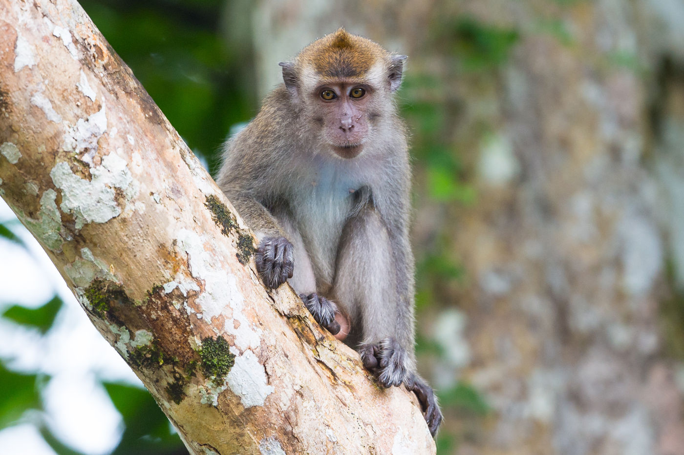 Een sundaland pig-tailed macaque inspecteert het reisgezelschap. © Billy Herman