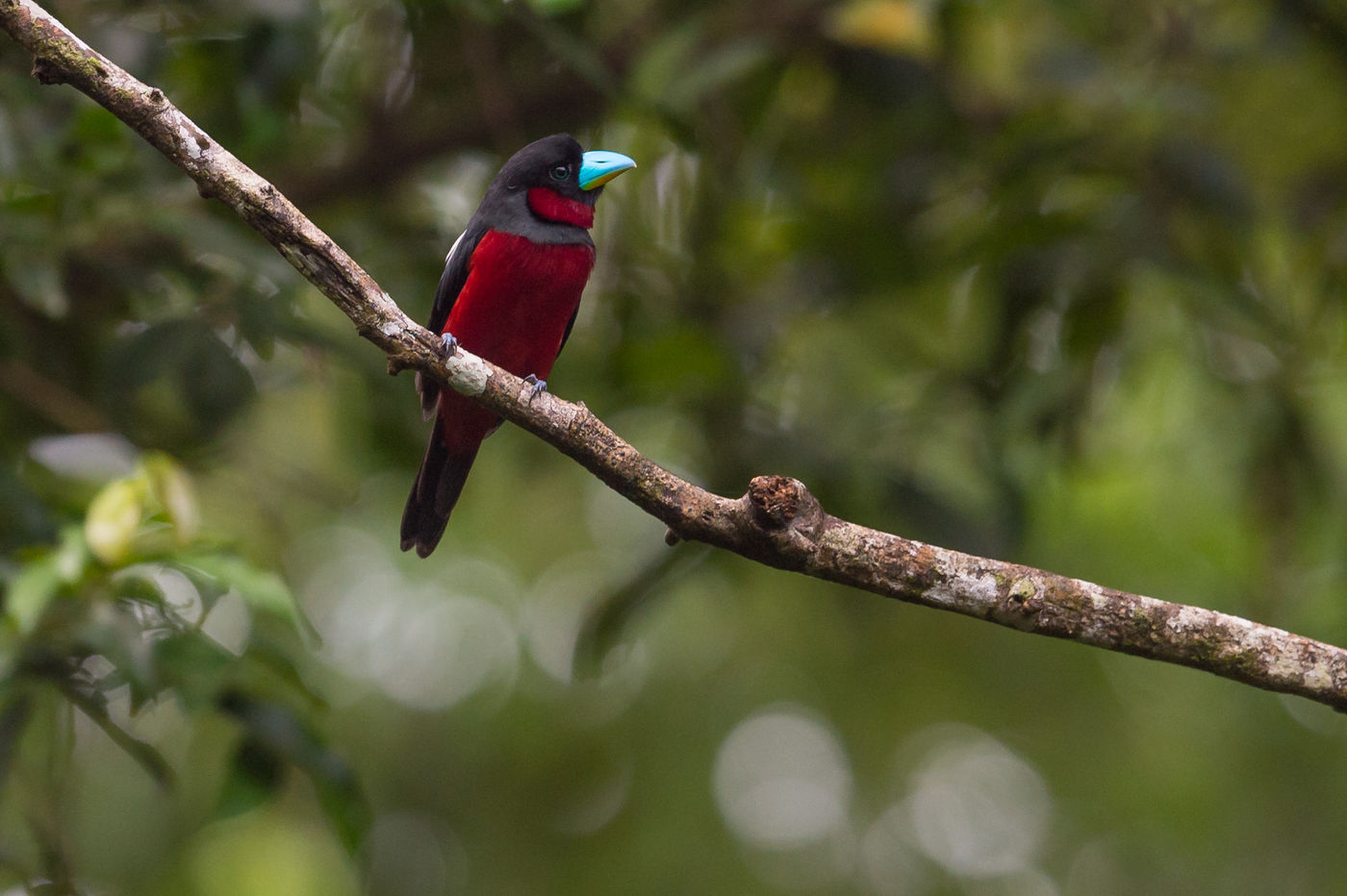 Black-and-red broadbill, een soort die uit de kinderboeken lijkt te komen. © Billy Herman