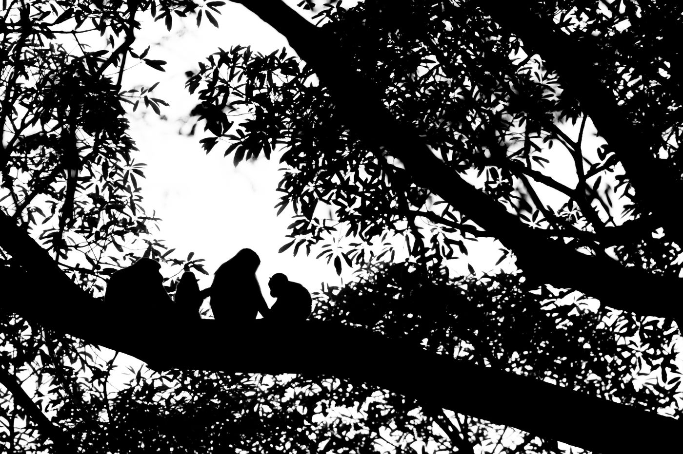 Une famille de macaques profite du coucher de soleil dans l'un des grands arbres de Bornéo. © Billy Herman