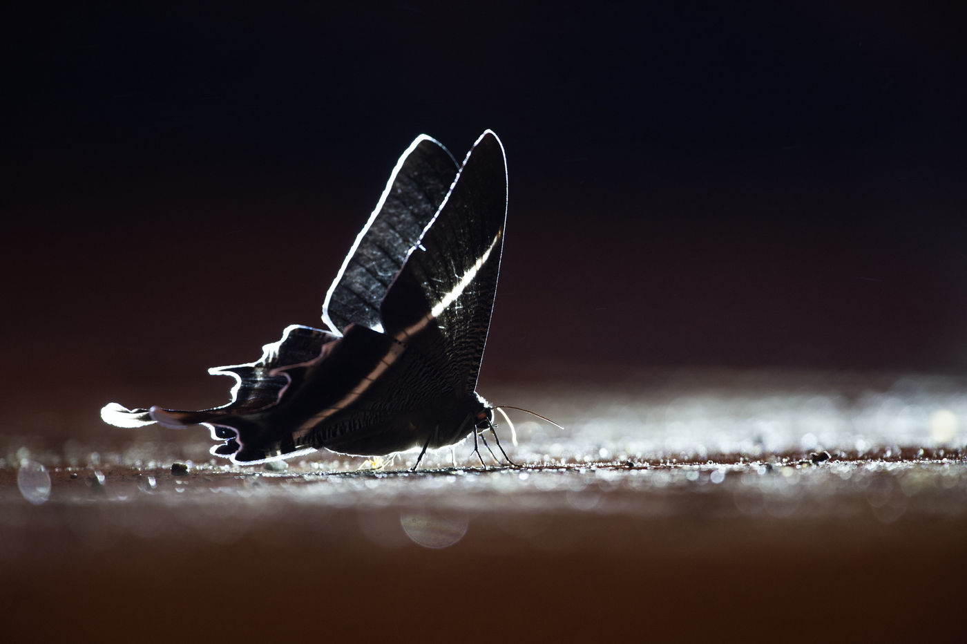 Papillon dans la lumière et à la recherche de minéraux. © Billy Herman