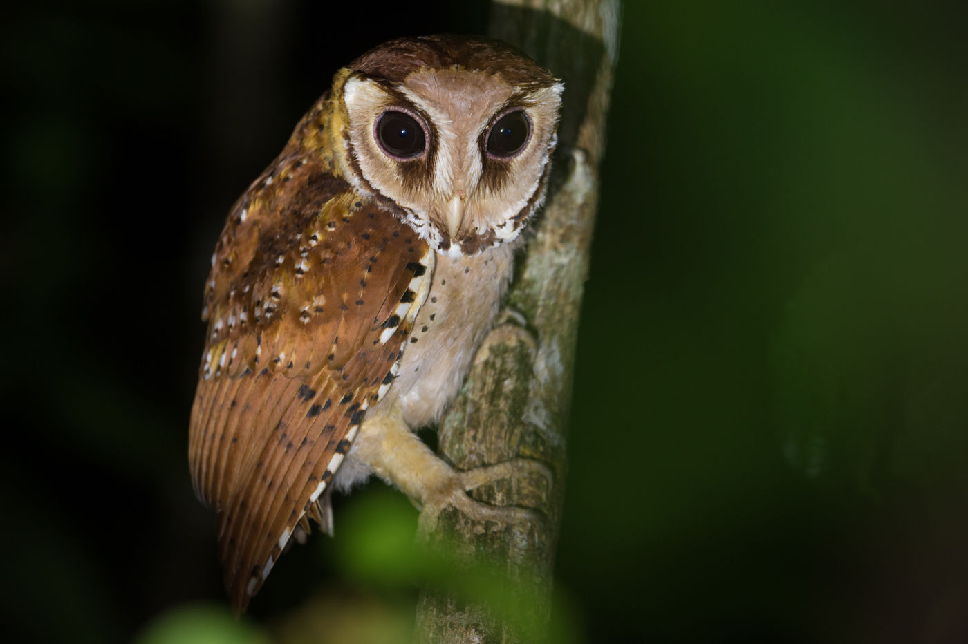 Geen uil is zo bizar als de oriental bay owl. © Billy Herman