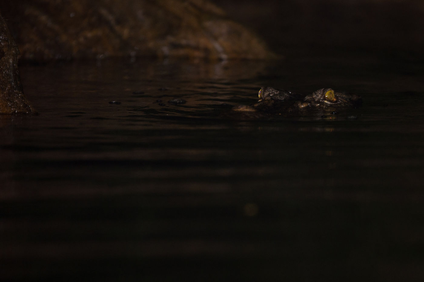 Ce crocodile nous observe lors d'une sortie nocturne. © Billy Herman