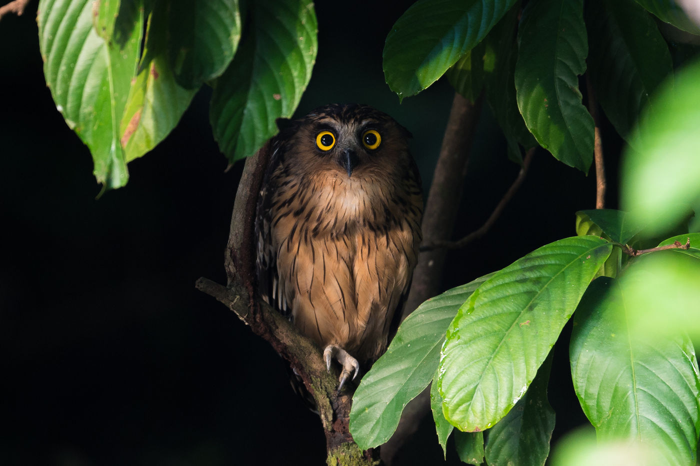 En nocturne : Buffy fish owl. © Billy Herman