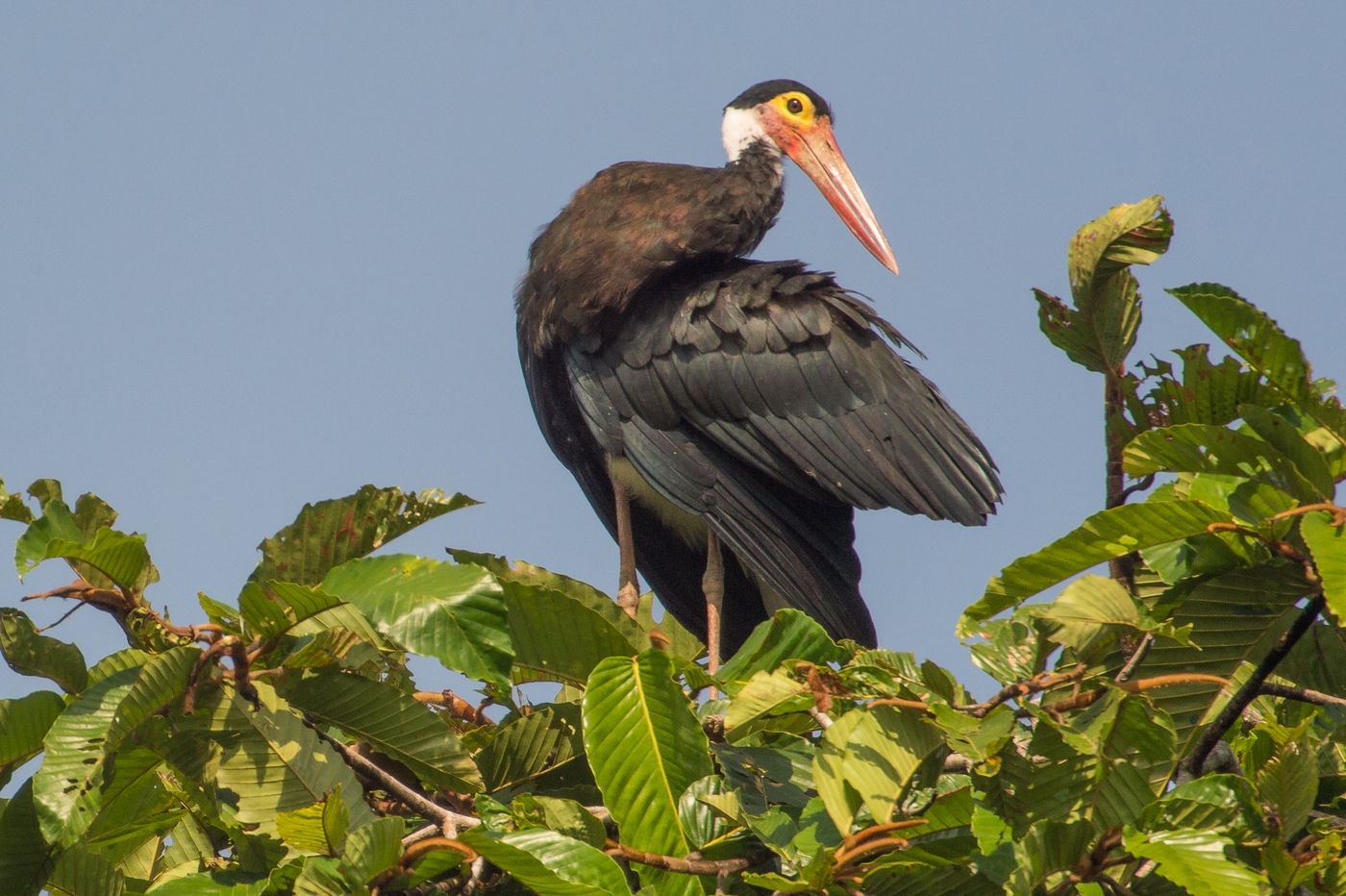 Storm's storks zijn te verwachten tijdens deze reis, maar zijn tegenwoordig ernstig bedreigd en daardoor de zeldzaamste van alle ooievaars. © Billy Herman