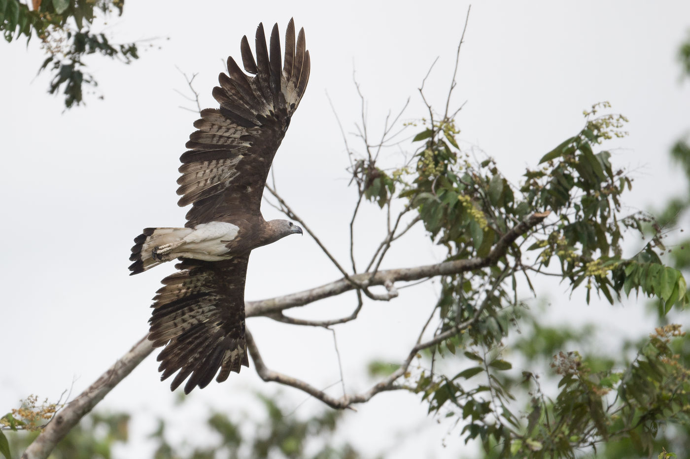Grey-headed fish eagle, een krachtige rover van de rivieroevers en steeds te verwachten op deze reis. © Billy Herman