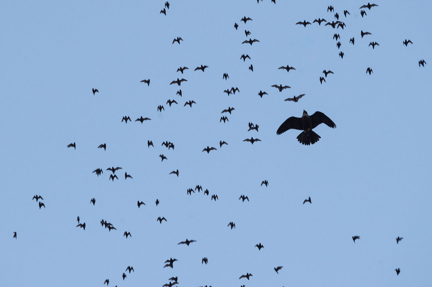 Ce bat hawk porte bien son nom et part chasser au crépuscule. © Billy Herman