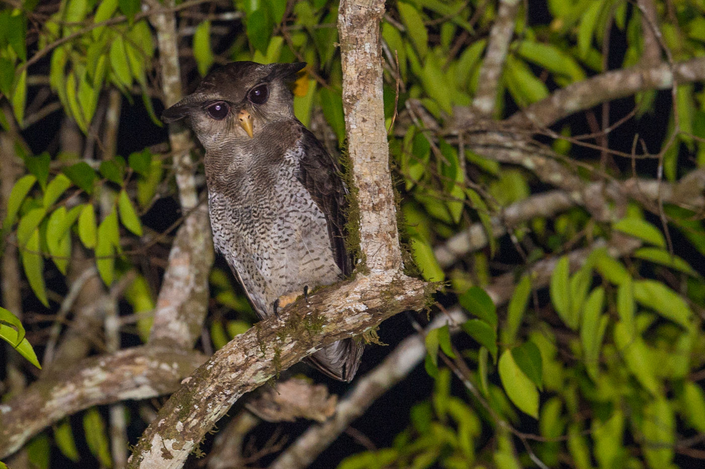 Barred eagle-owl is een spectaculaire verschijning in de bossen van Borneo. © Billy Herman