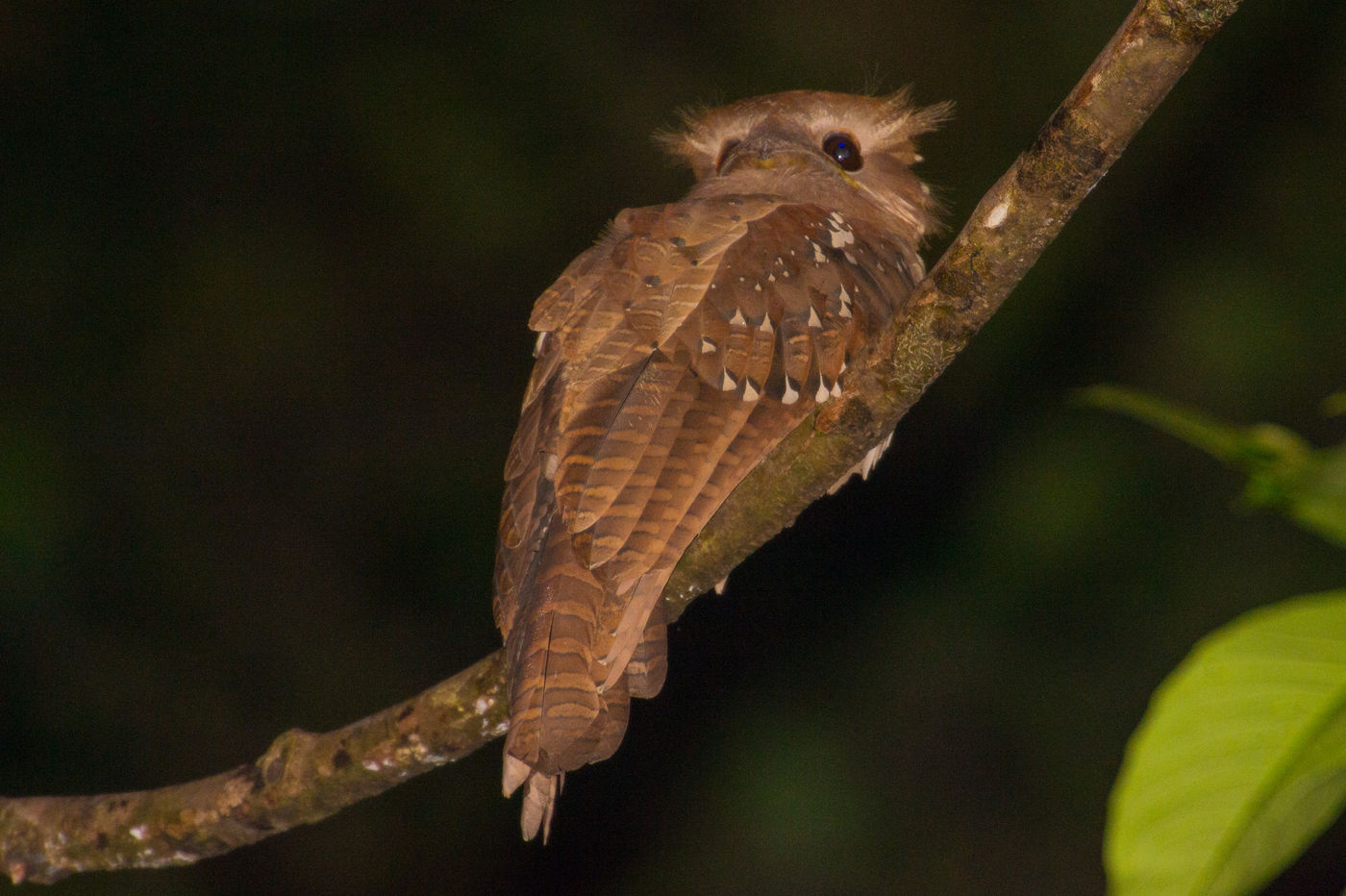 La large frogmouth, une espèce en voie de disparition qui a déjà disparu dans de grandes parties de l'Asie du Sud-Est. © Billy Herman