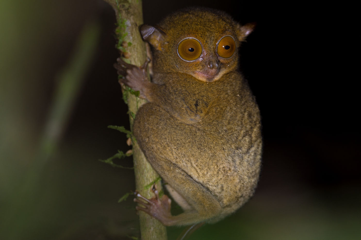 Een Western tarsier begluurt ons tijdens het schijnen. © Billy Herman