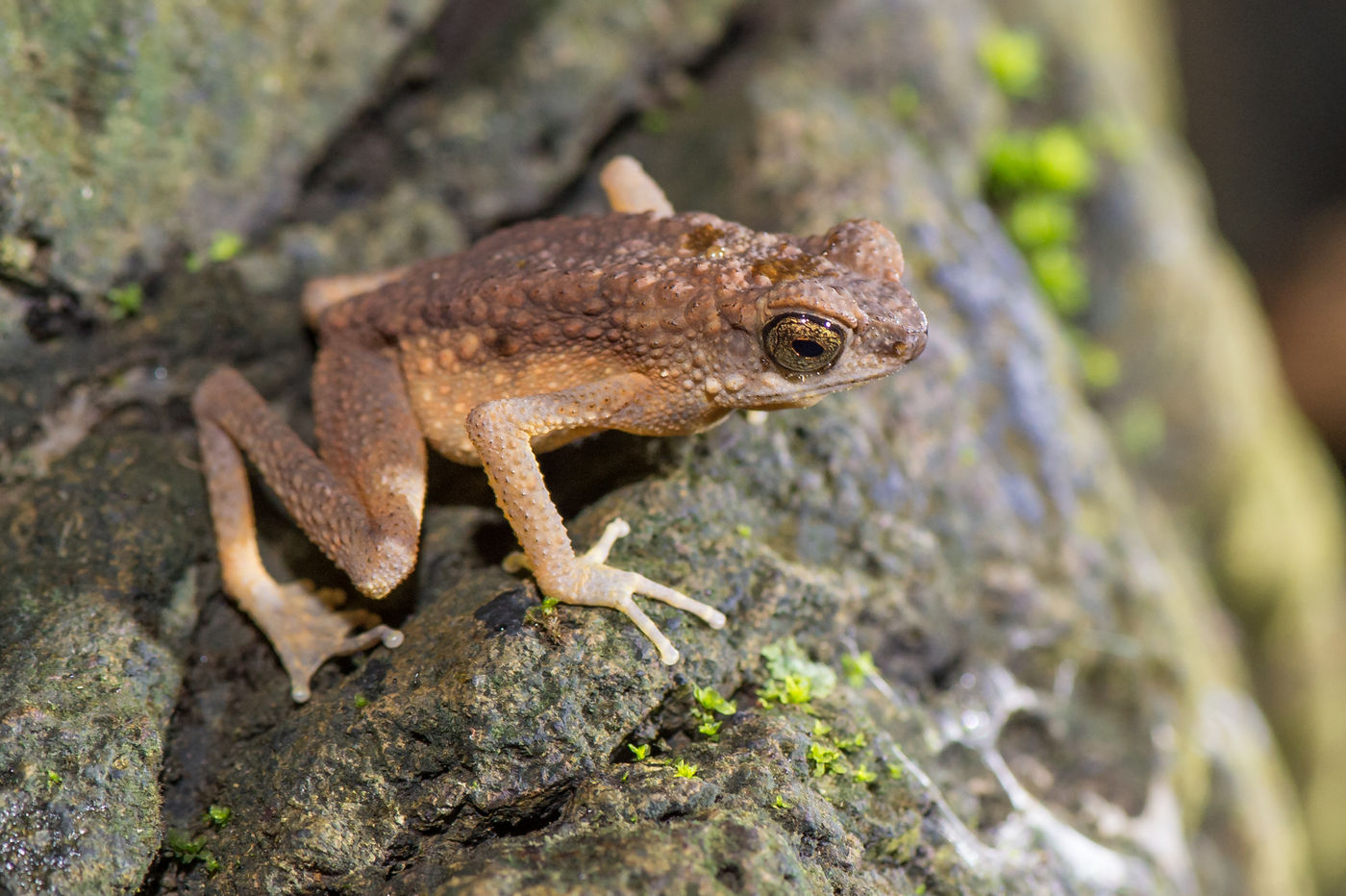 Cela ressemble à un croisement entre un crapaud et une grenouille, avec de longues pattes pour parcourir le sol de la forêt. © Billy Herman