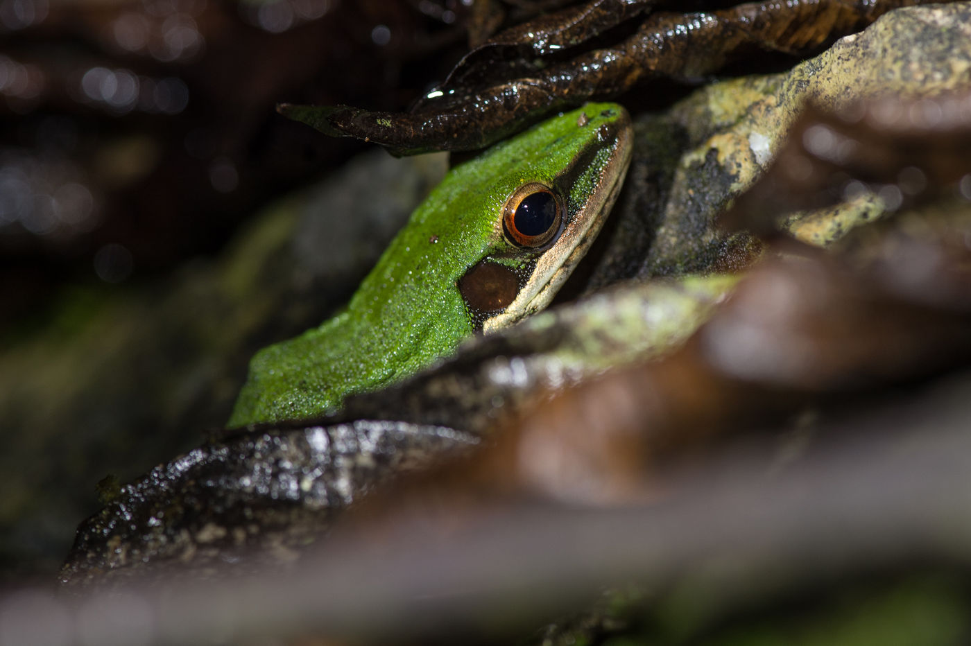 Ce spécimen vert flash se détache du sol foncé de la forêt. © Billy Herman