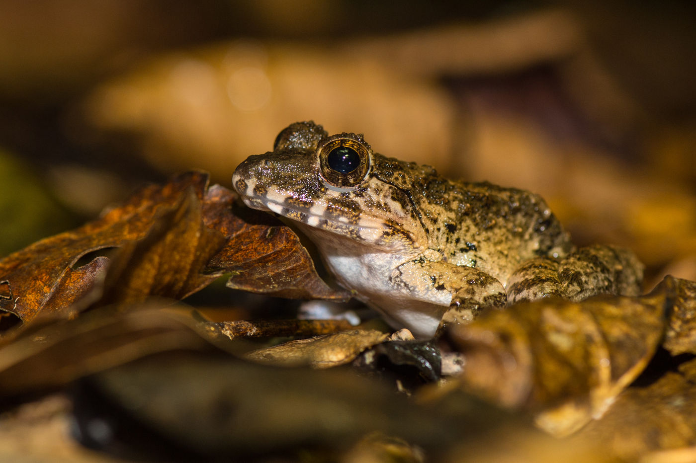 Photo de grenouille du point de vue d'une grenouille. © Billy Herman