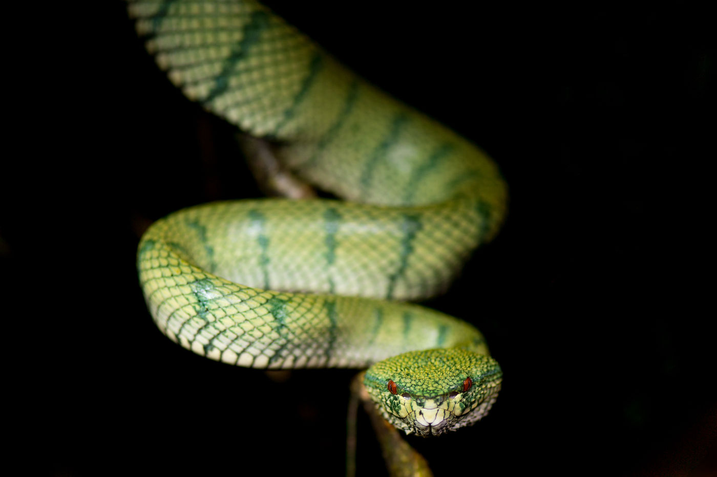 La Bornean keeled pit viper, une spécialiste des oiseaux que vous préférez ne pas toucher. © Billy Herman