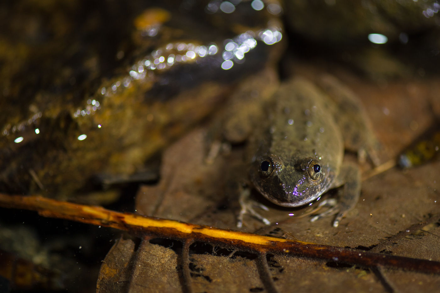 Le sol forestier semi-submergé constitue un excellent refuge pour tous les amphibiens de l'île. © Billy Herman