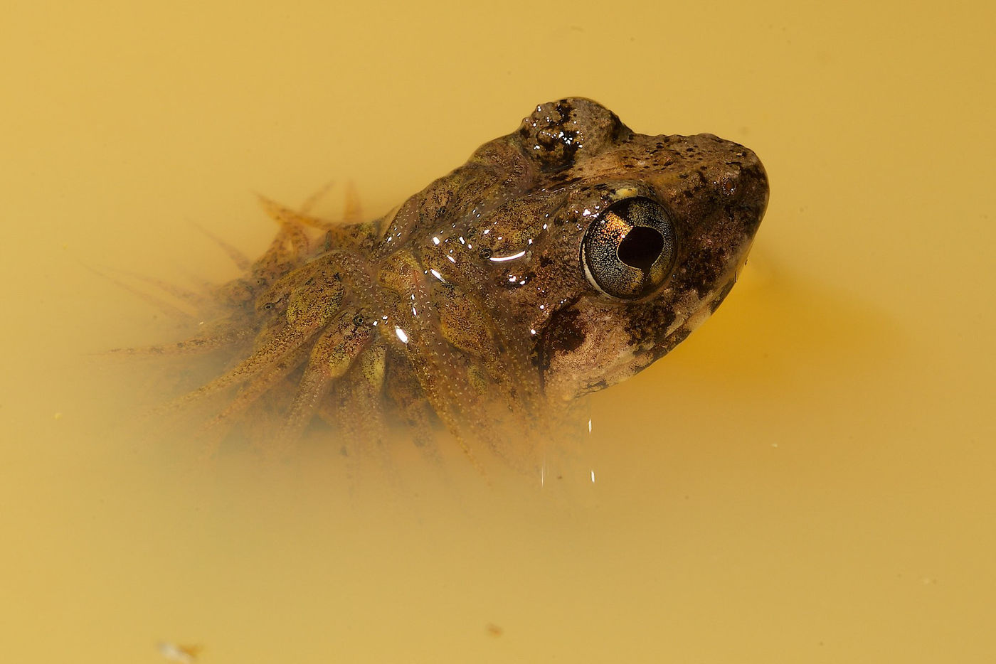 Een rough guardian frog met kroost. 