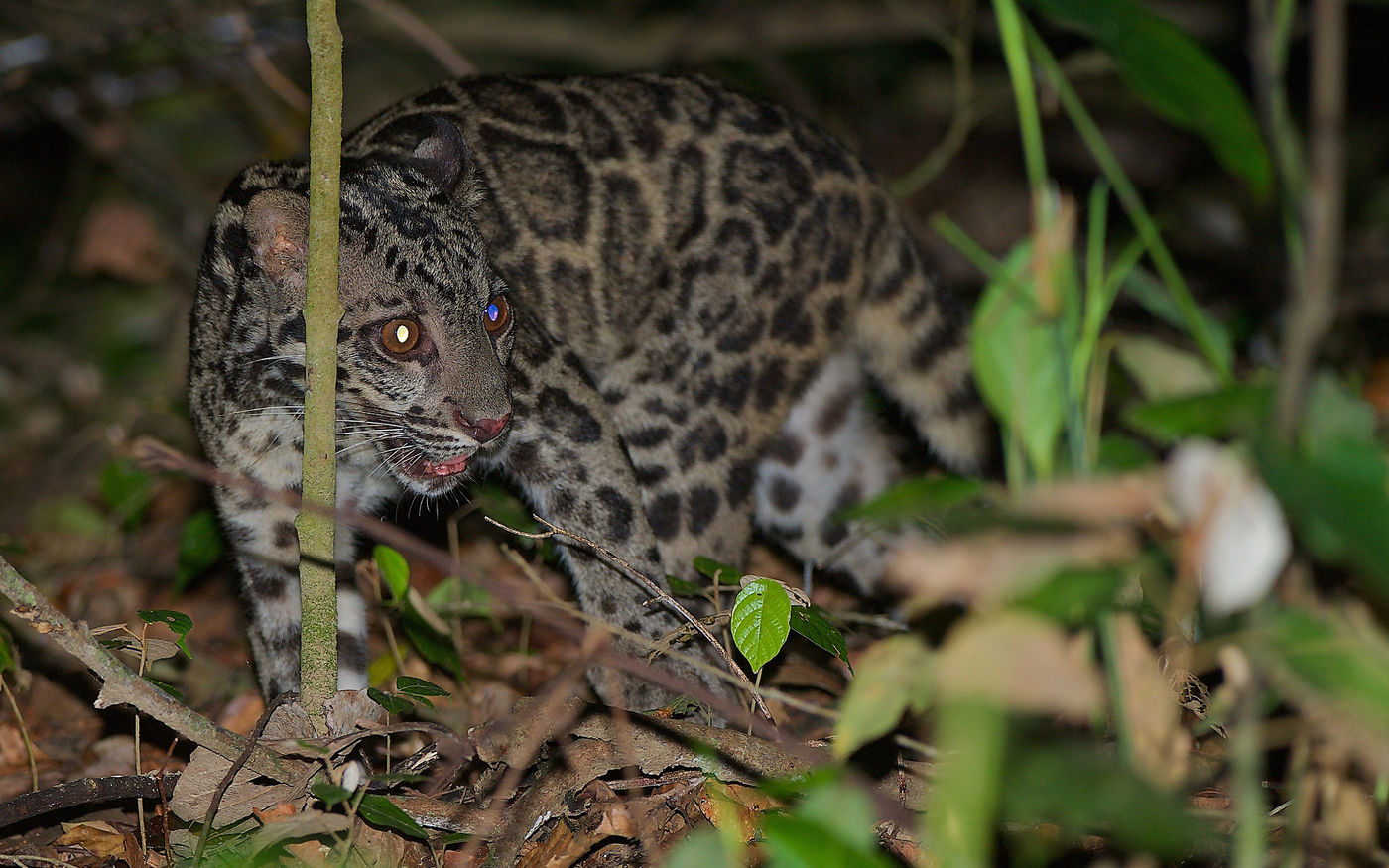 La panthère longibande en nocturne. © Rudi Delvaux