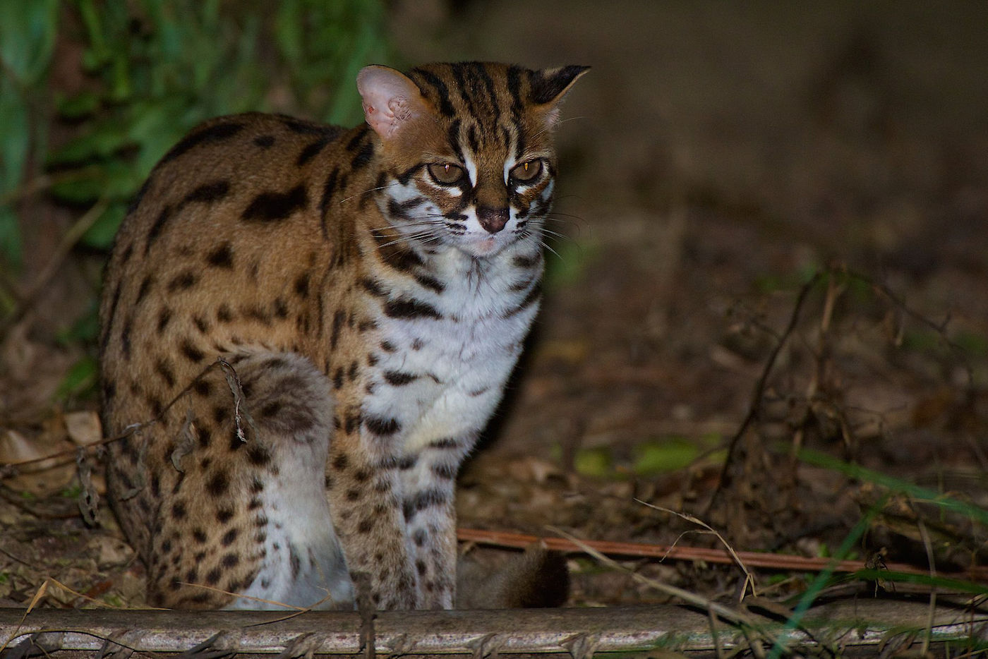 Sunda leopard cat, een bijzonder fraaie katachtige uit de regenwouden. 