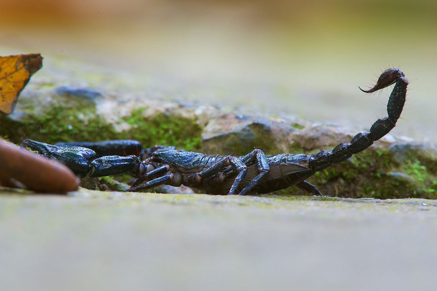 Une rencontre avec un scorpion est toujours un peu un choc. © Rudi Delvaux