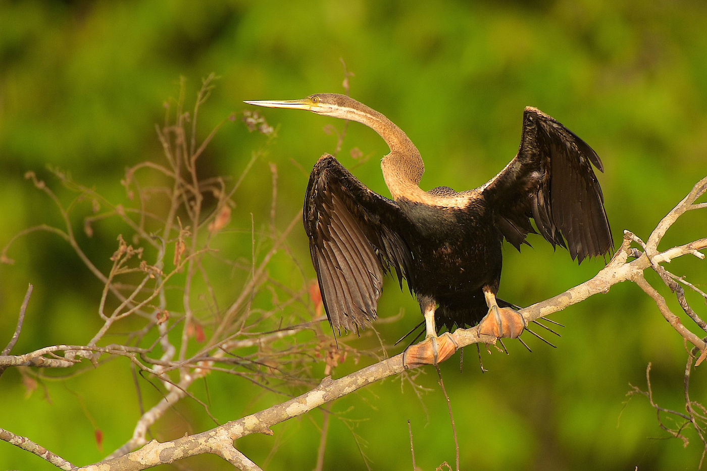 Een oriental darter moet, net zoals de aalscholvers, zijn vleugels drogen voor hij weer kan vliegen. 
