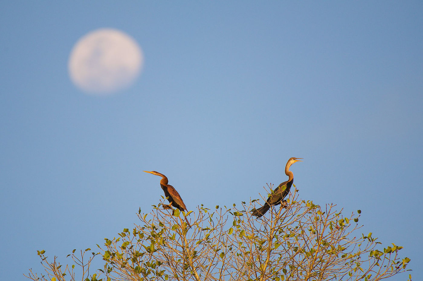 Twee oriental darters, ook wel slangenhalsvogels genoemd, zitten aan de oever van de Kinabatangan rivier. 