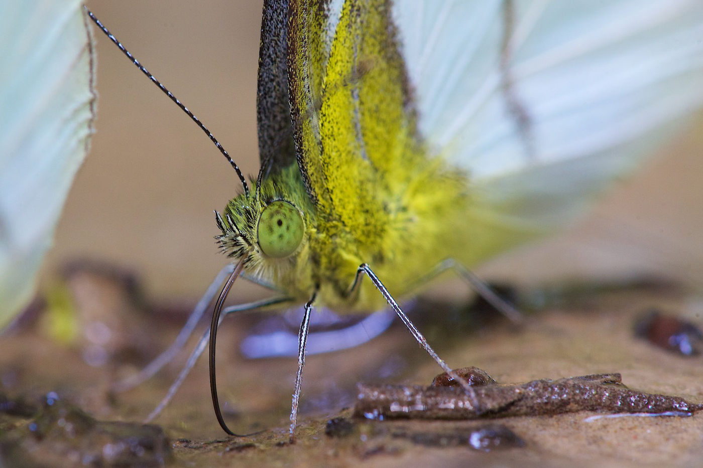 Een close-up van een dagvlinder die mineralen opneemt. 