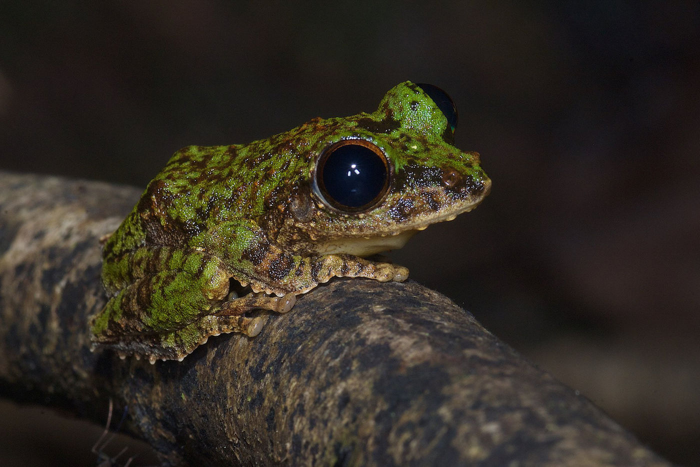 Is er iets schattiger dan deze frilled tree frog? 