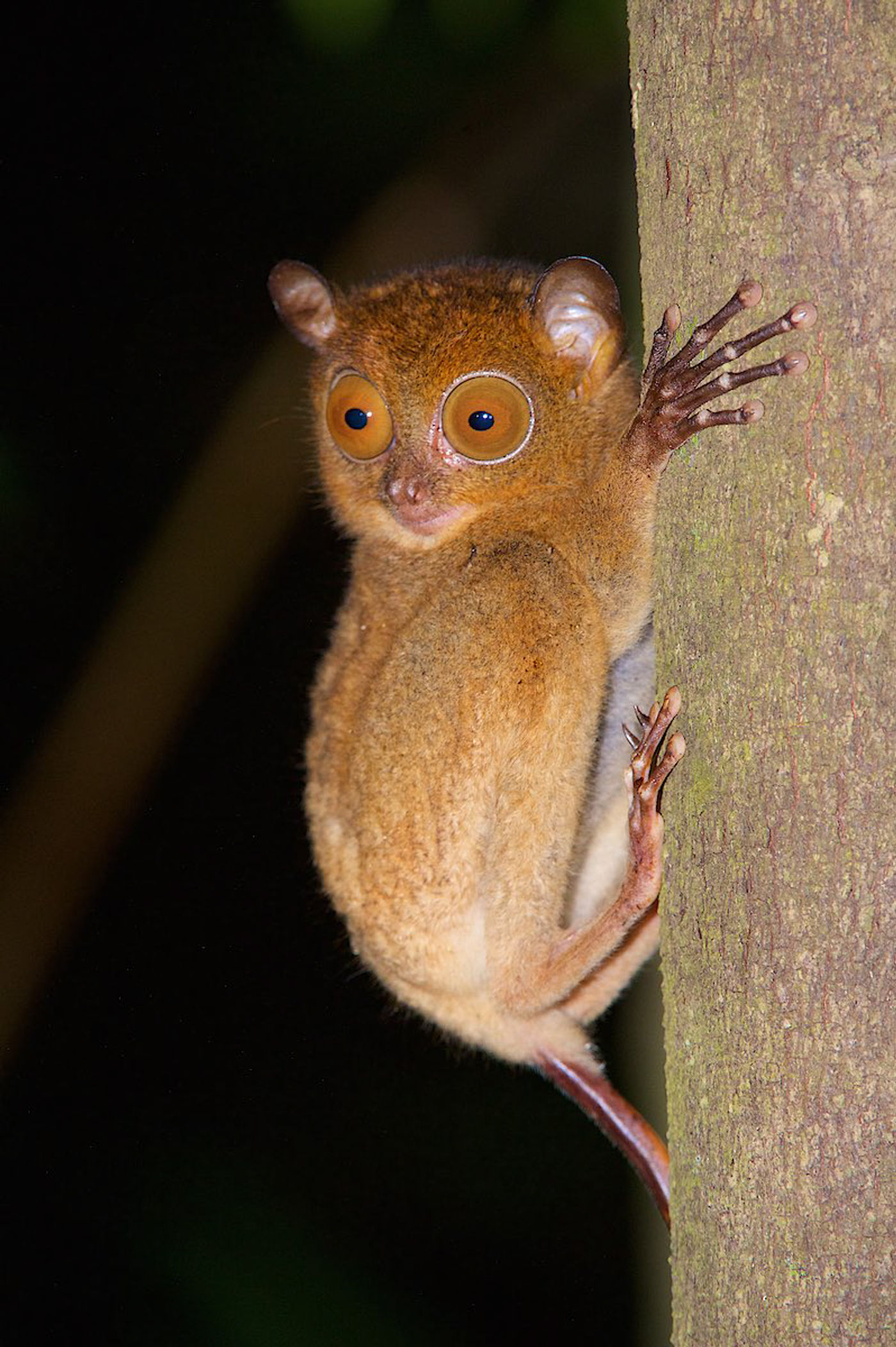 Een western tarsier of spookdiertje, met zijn gigantische ogen. 