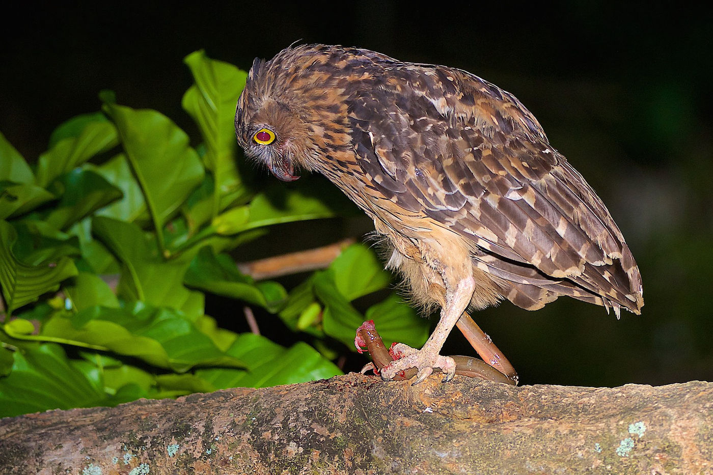 Le buffy fish-owl croisera sans aucun doute votre chemin lors de sorties nocturnes, ici avec une anguille fraîchement pêchée. © Rudi Delvaux